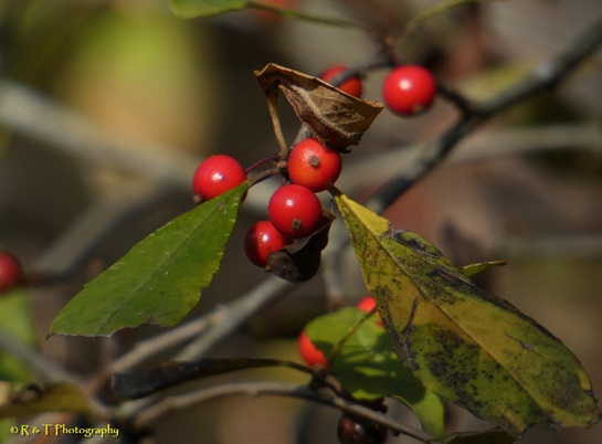 {Ilex decidua}